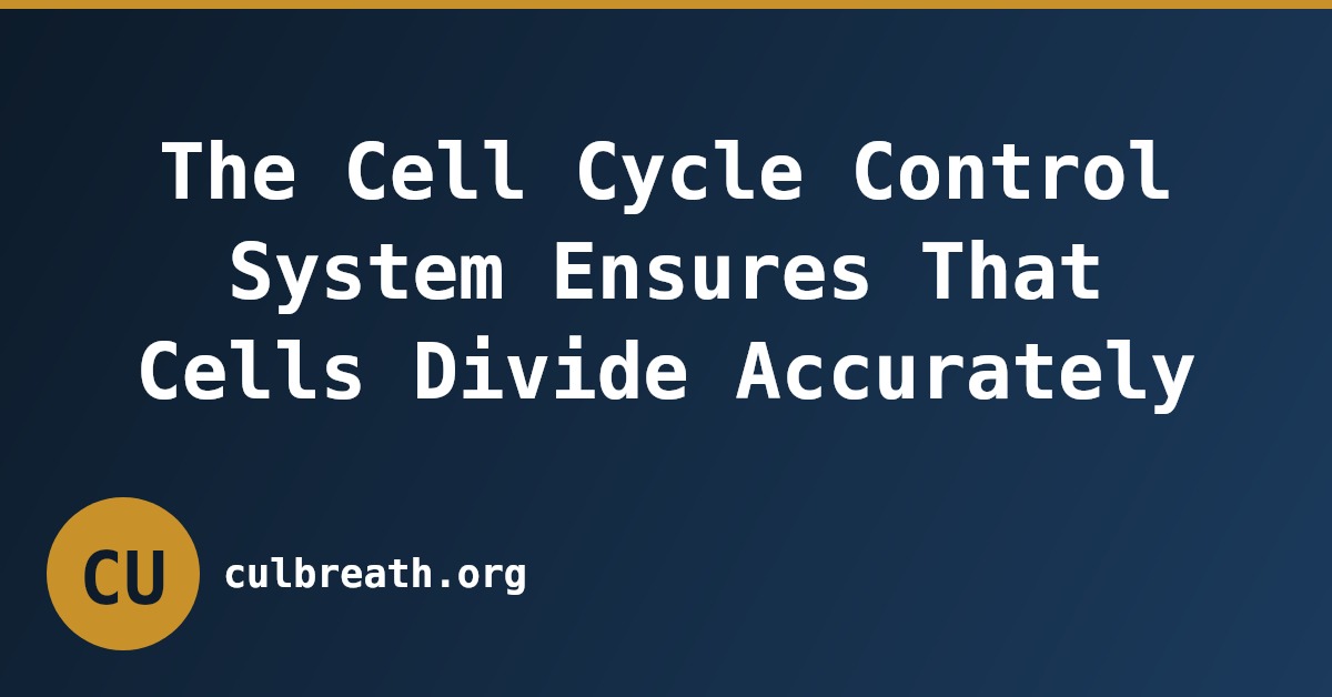 The Cell Cycle Control System Ensures That Cells Divide Accurately