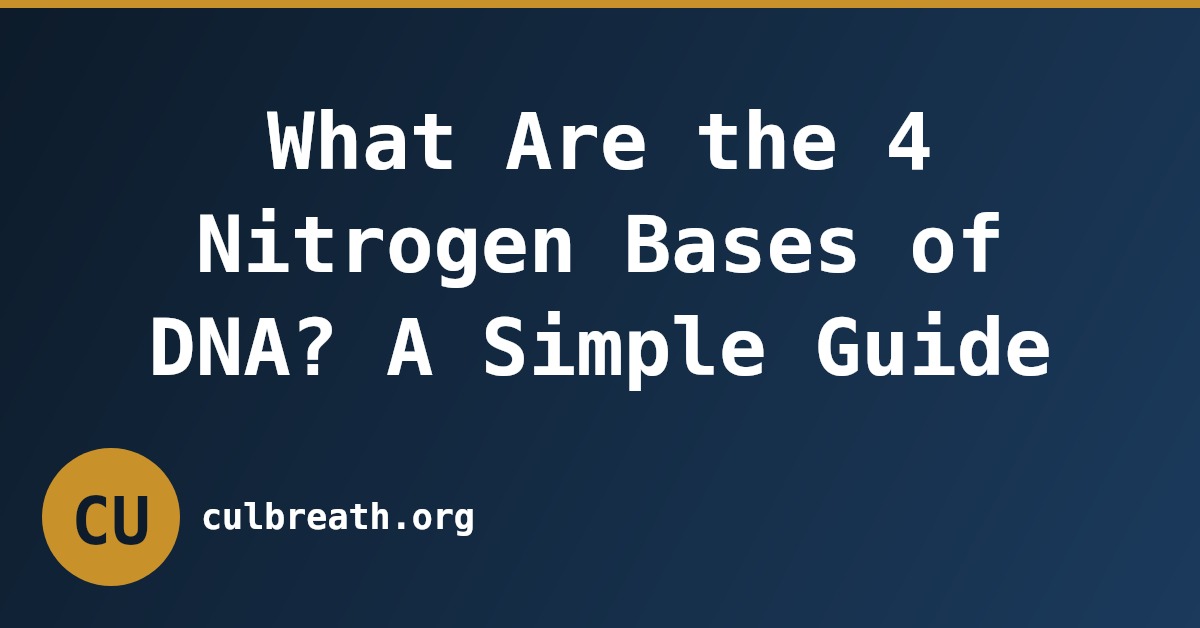 What Are the 4 Nitrogen Bases of DNA? A Simple Guide