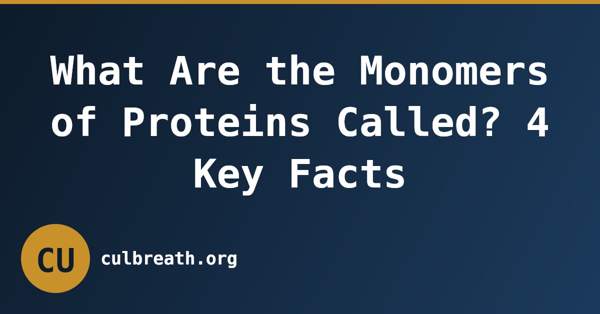 What Are the Monomers of Proteins Called? 4 Key Facts