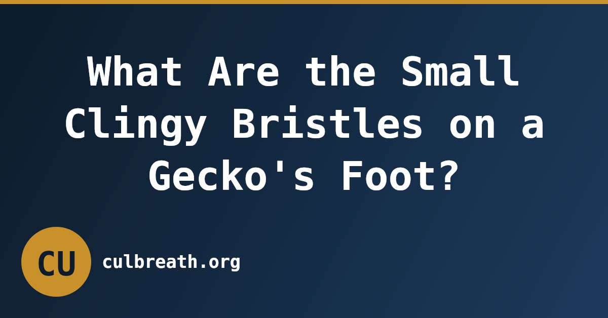 What Are the Small Clingy Bristles on a Gecko's Foot?