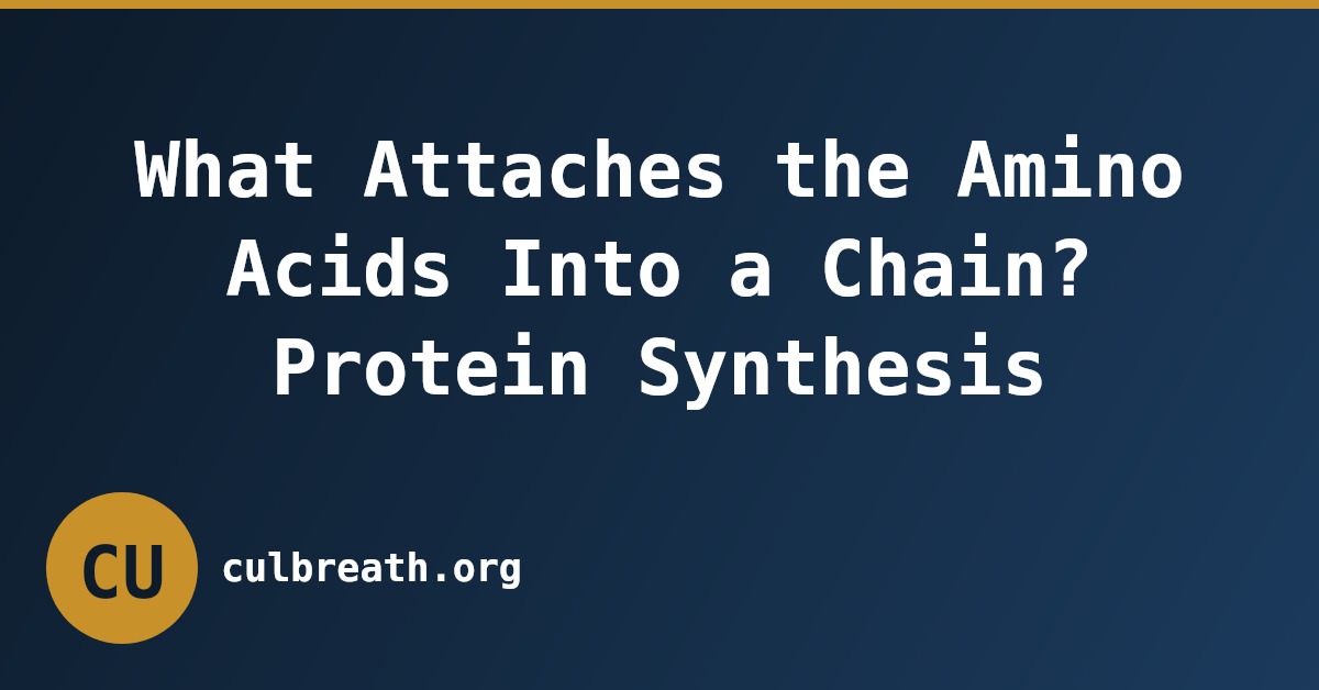 What Attaches the Amino Acids Into a Chain? Protein Synthesis