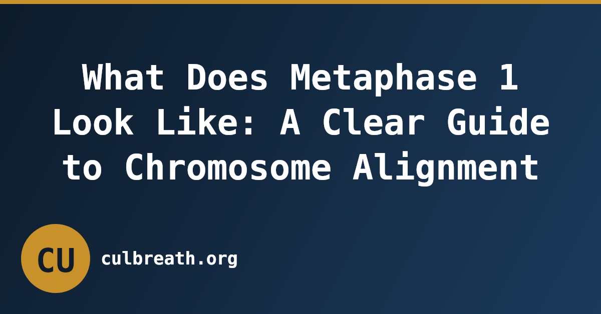 What Does Metaphase 1 Look Like: A Clear Guide to Chromosome Alignment