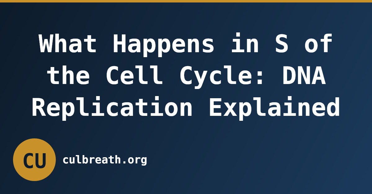 What Happens in S of the Cell Cycle: DNA Replication Explained