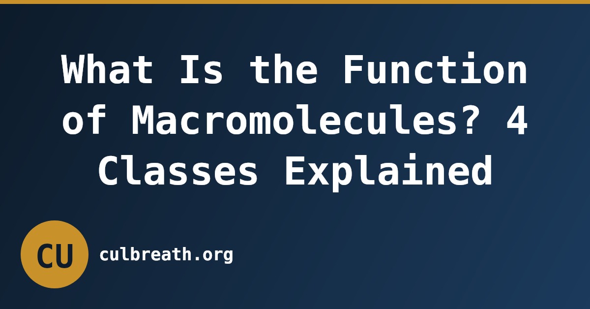What Is the Function of Macromolecules? 4 Classes Explained