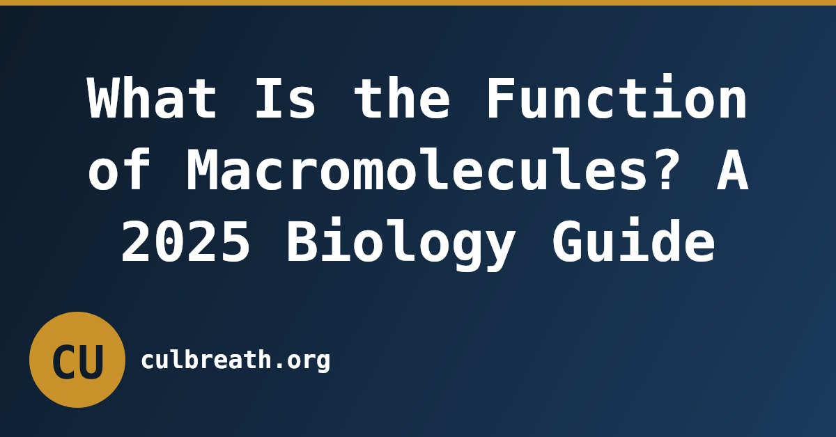 What Is the Function of Macromolecules? A 2025 Biology Guide
