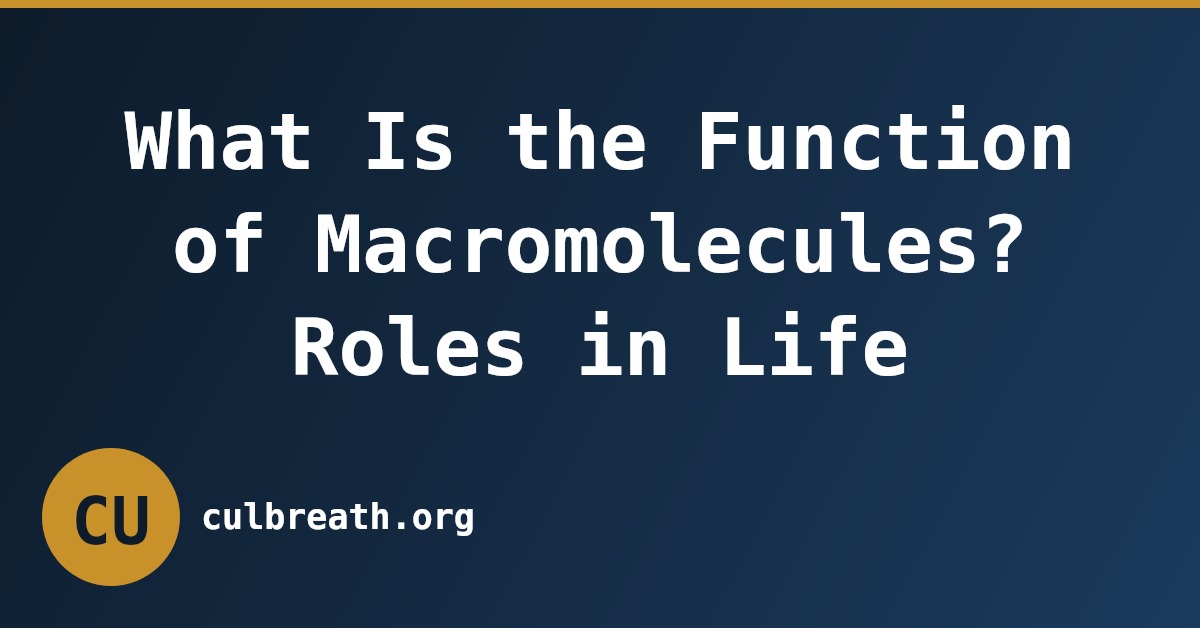 What Is the Function of Macromolecules? Roles in Life