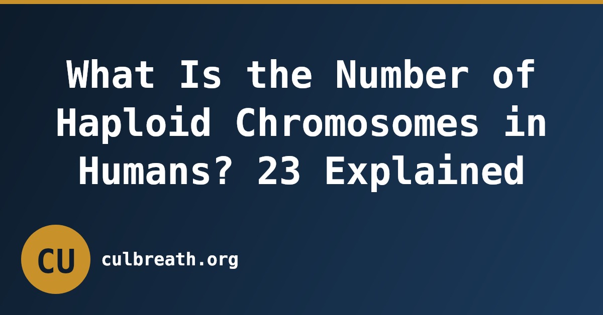 What Is the Number of Haploid Chromosomes in Humans? 23 Explained