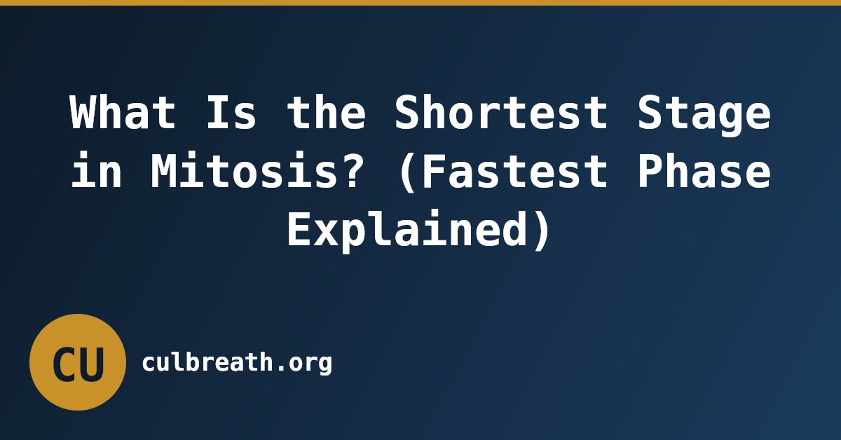 What Is the Shortest Stage in Mitosis? (Fastest Phase Explained)