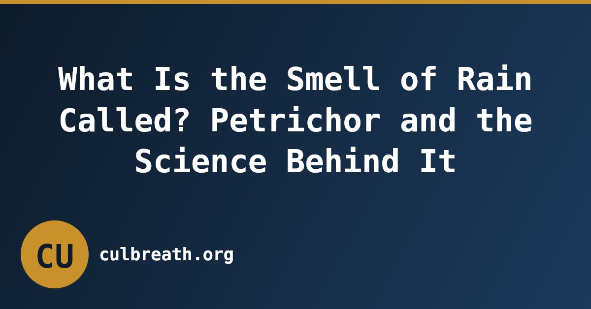 What Is the Smell of Rain Called? Petrichor and the Science Behind It