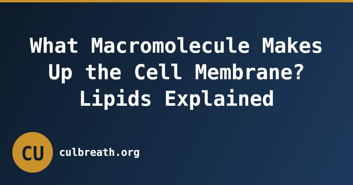 What Macromolecule Makes Up the Cell Membrane? Lipids Explained