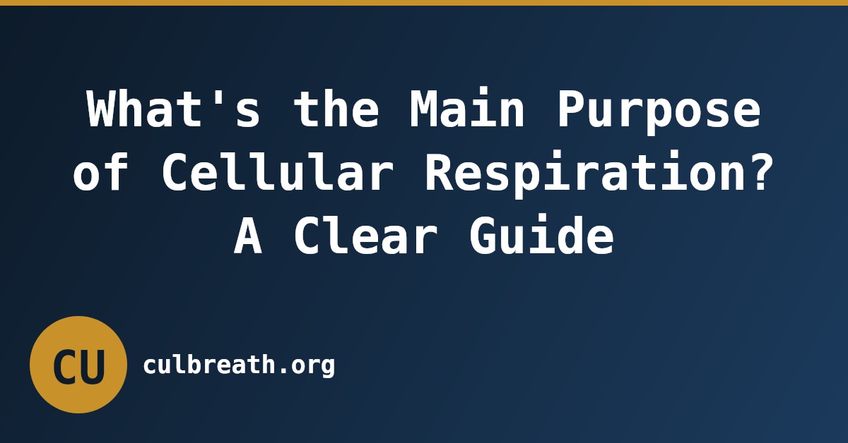 What's the Main Purpose of Cellular Respiration? A Clear Guide