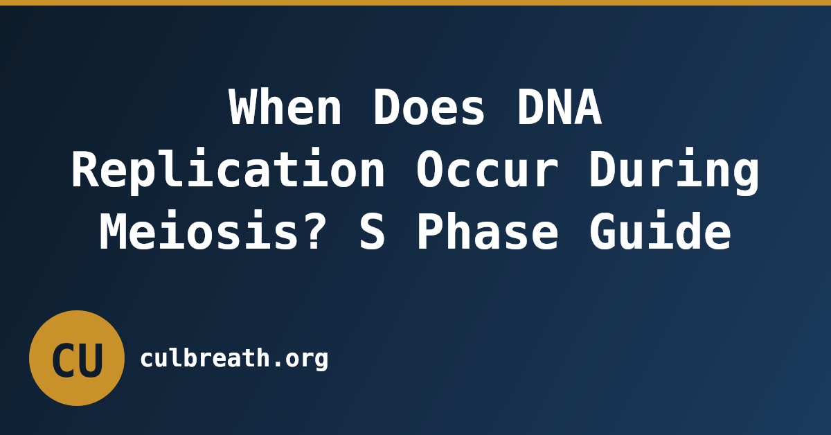 When Does DNA Replication Occur During Meiosis? S Phase Guide