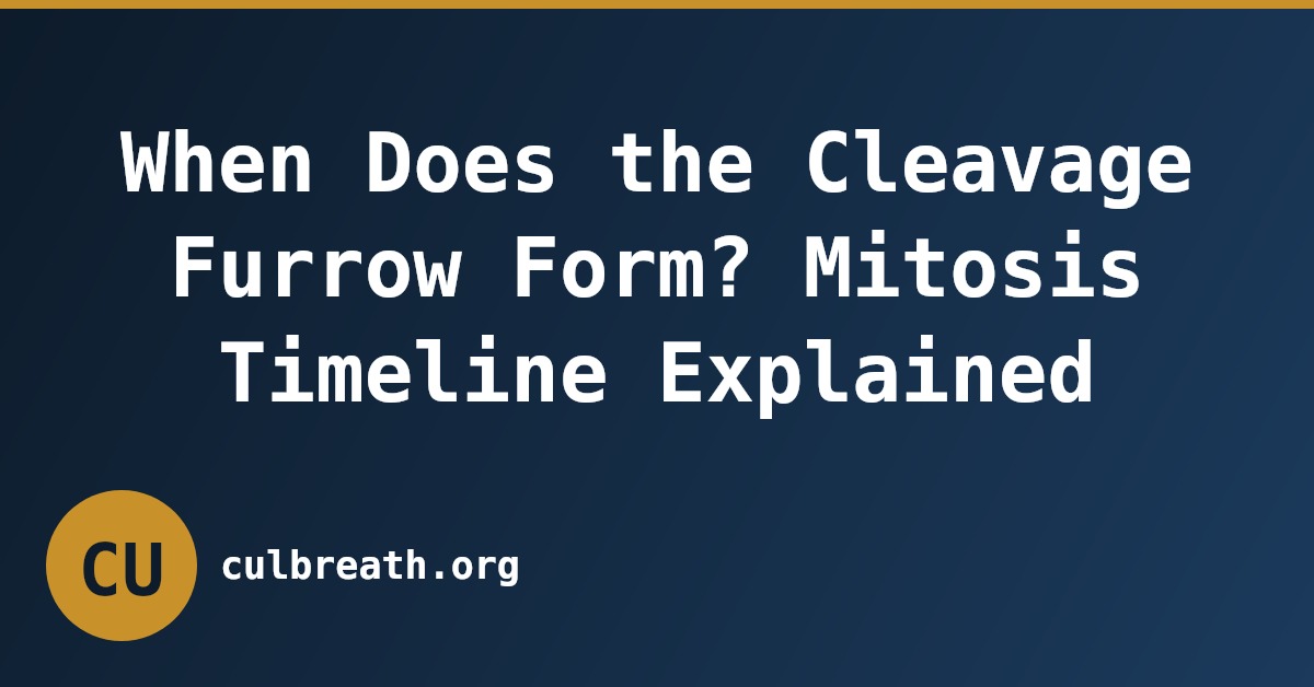 When Does the Cleavage Furrow Form? Mitosis Timeline Explained