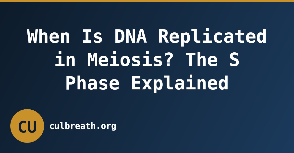 When Is DNA Replicated in Meiosis? The S Phase Explained