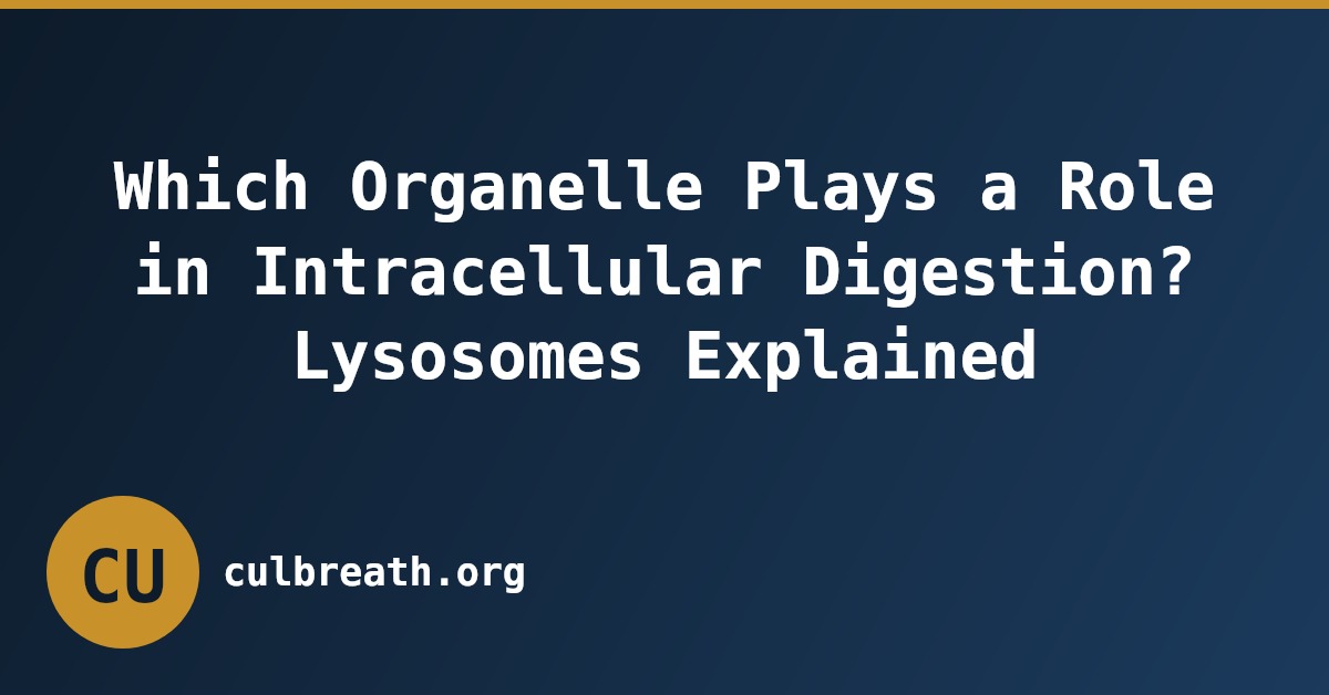 Which Organelle Plays a Role in Intracellular Digestion? Lysosomes Explained