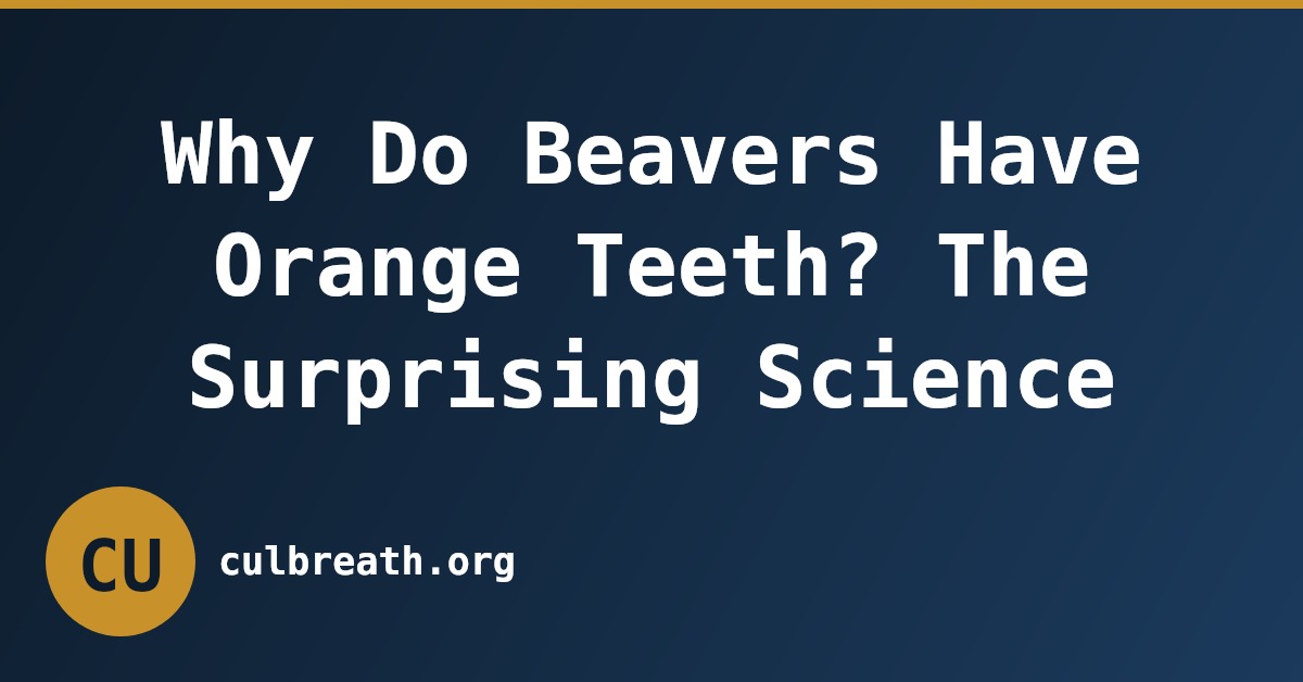 Why Do Beavers Have Orange Teeth? The Surprising Science