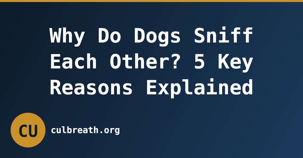 Why Do Dogs Sniff Each Other? 5 Key Reasons Explained