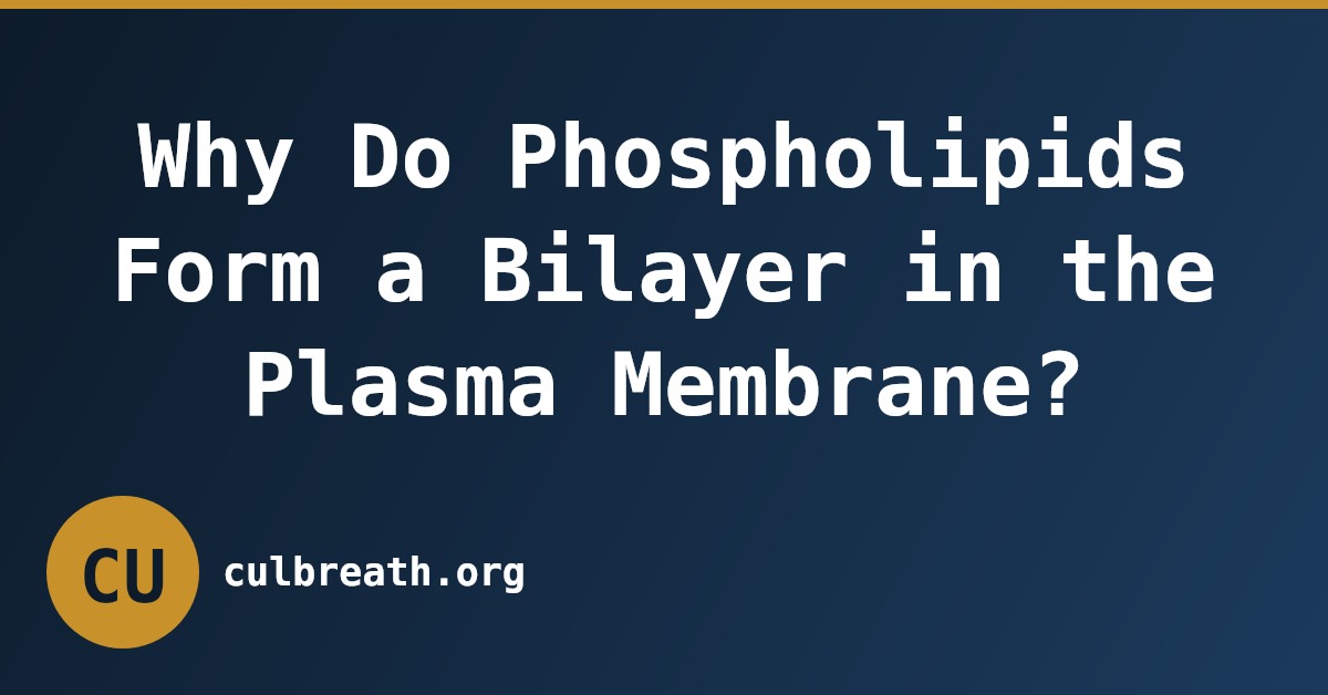 Why Do Phospholipids Form a Bilayer in the Plasma Membrane?