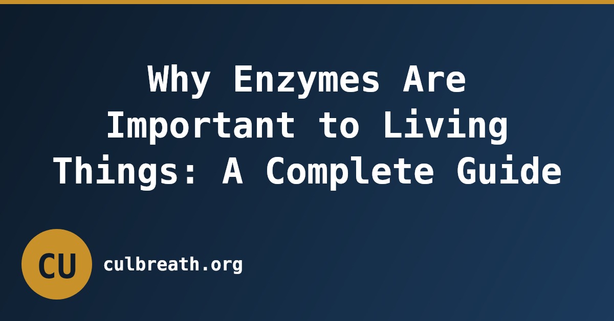 Why Enzymes Are Important to Living Things: A Complete Guide