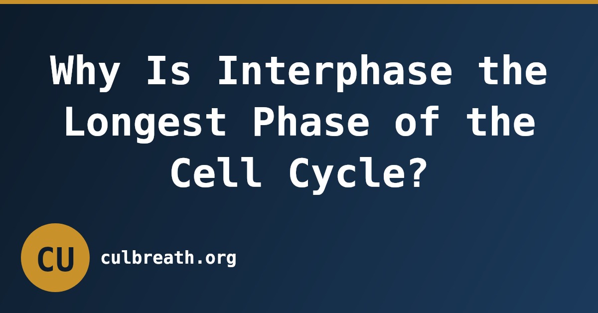Why Is Interphase the Longest Phase of the Cell Cycle?