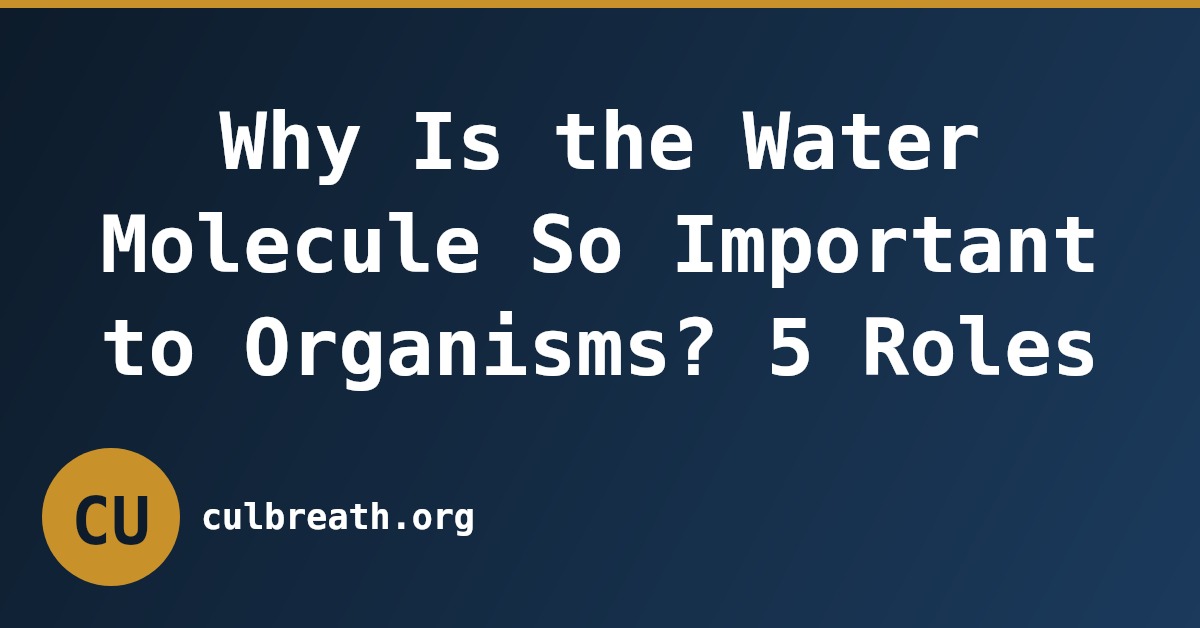 Why Is the Water Molecule So Important to Organisms? 5 Roles